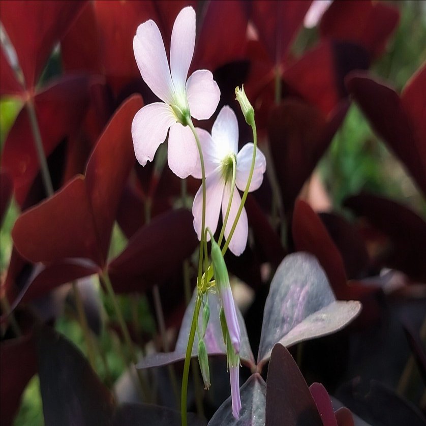 オキザリス・トリアングラリス｜annon