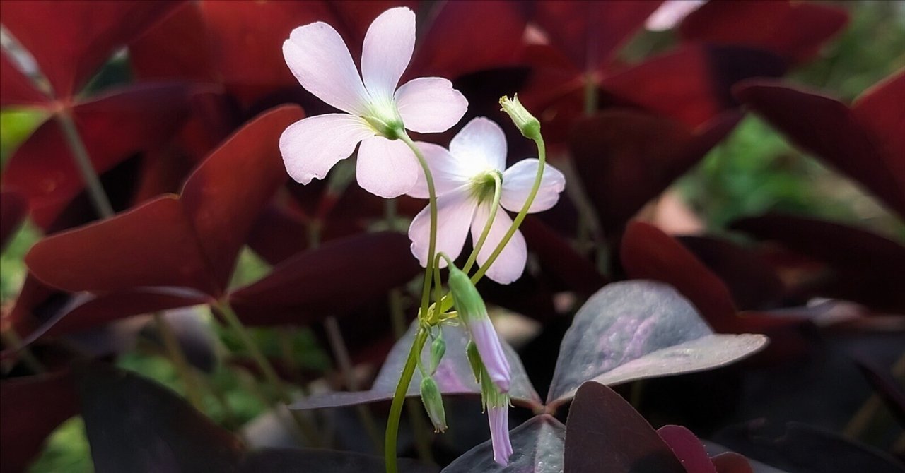 オキザリス・トリアングラリス｜annon