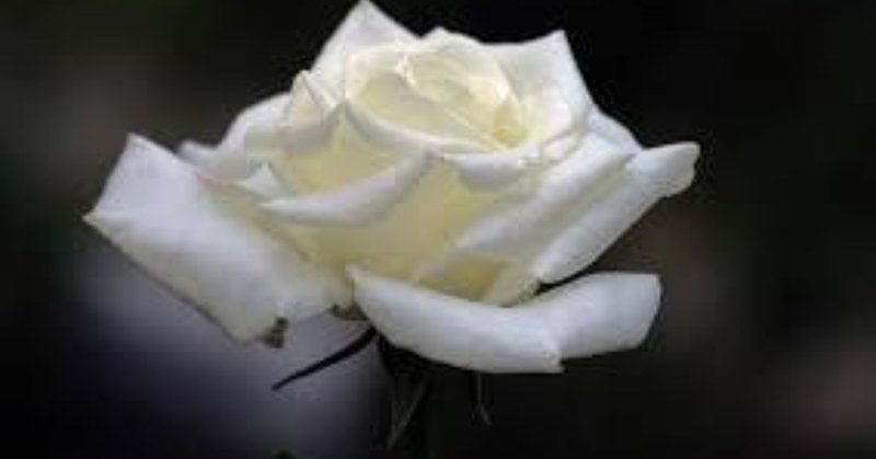 幻想的な白いバラ