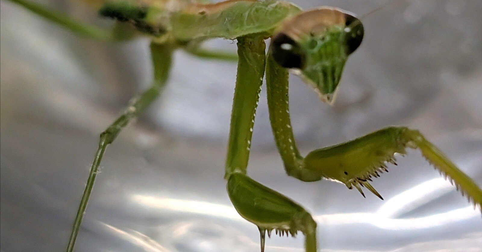 目貫カマキリ 育てて、しらべる 日本の生きものずかん 13 カマキリ／山脇 兆史