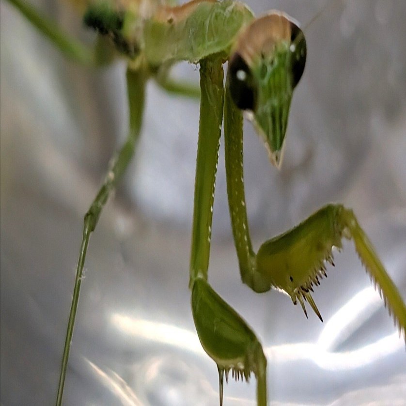 なぜ夜のカマキリは目が黒いのか｜annon