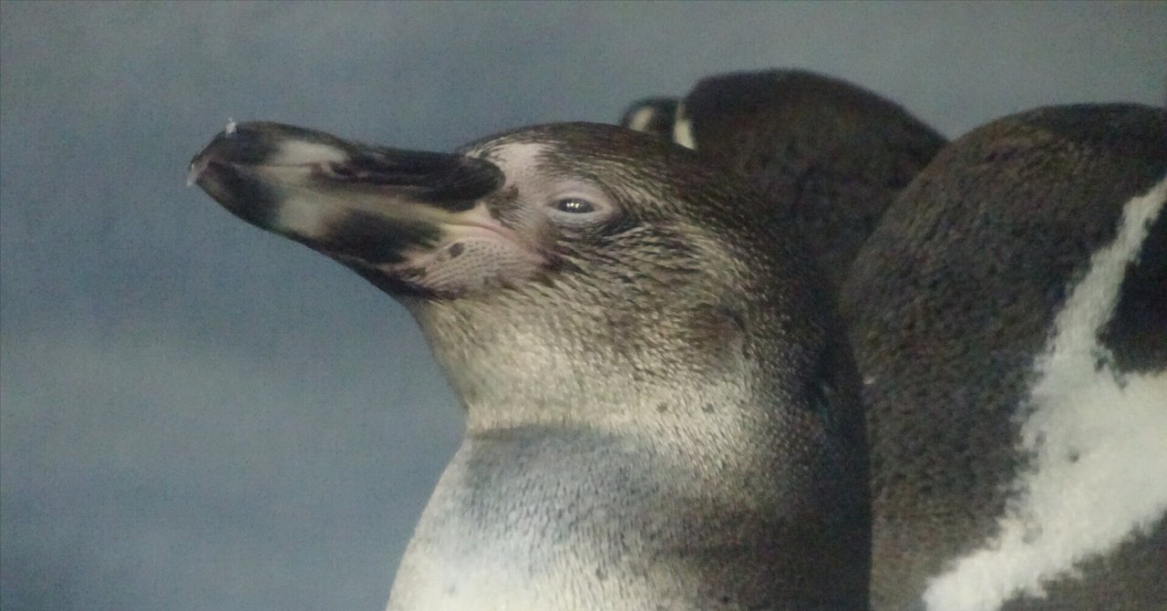 新品】新江ノ島水族館 フンボルトペンギン 特大ぬいぐるみ