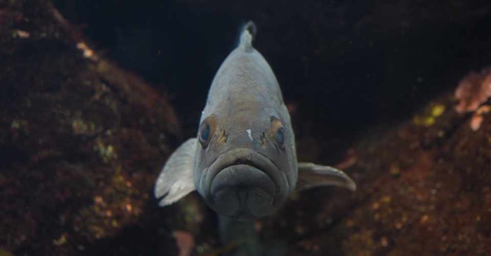 バケツの中にいた鯉のこと みわよしこ Note