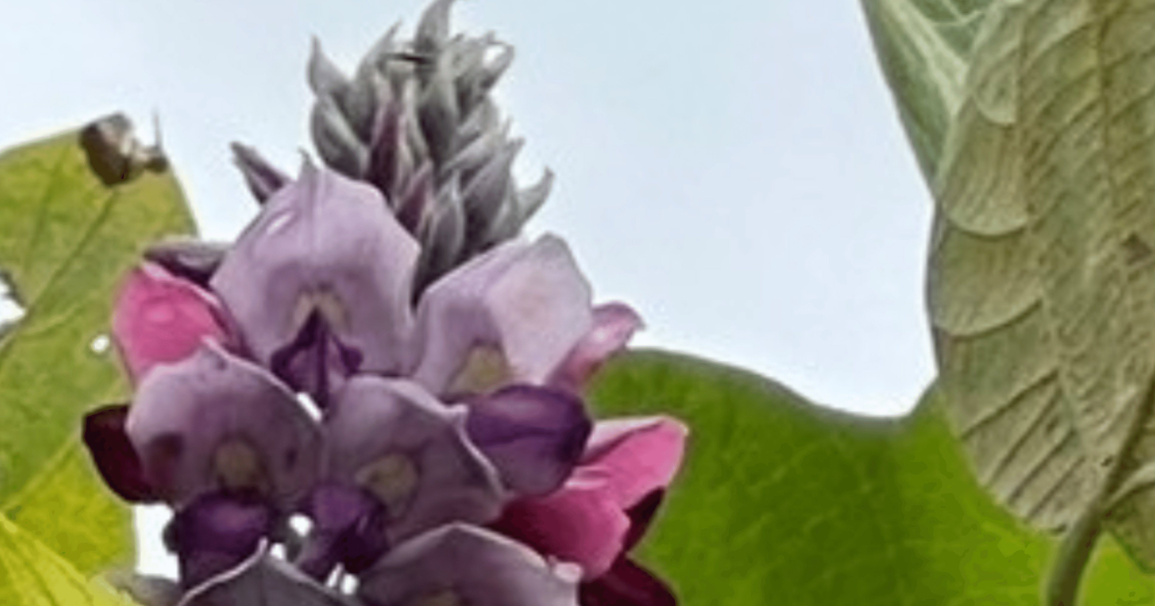 クズ 小磯良平が描いた薬用植物｜EGGSEED