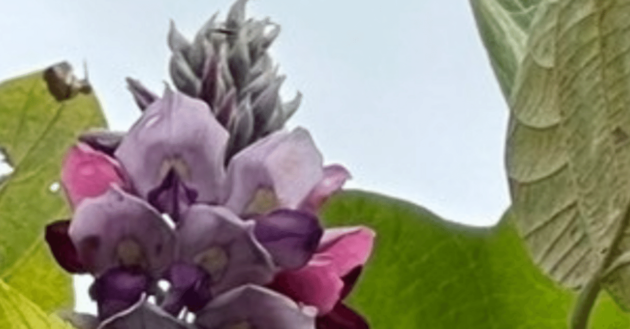 クズ 小磯良平が描いた薬用植物｜EGGSEED