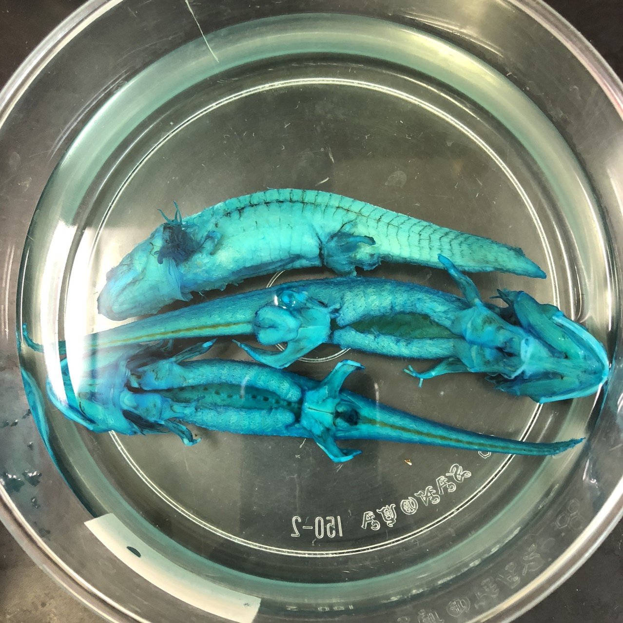アホロートルの透明骨格標本作製2日目・軟骨染色｜松枯葉