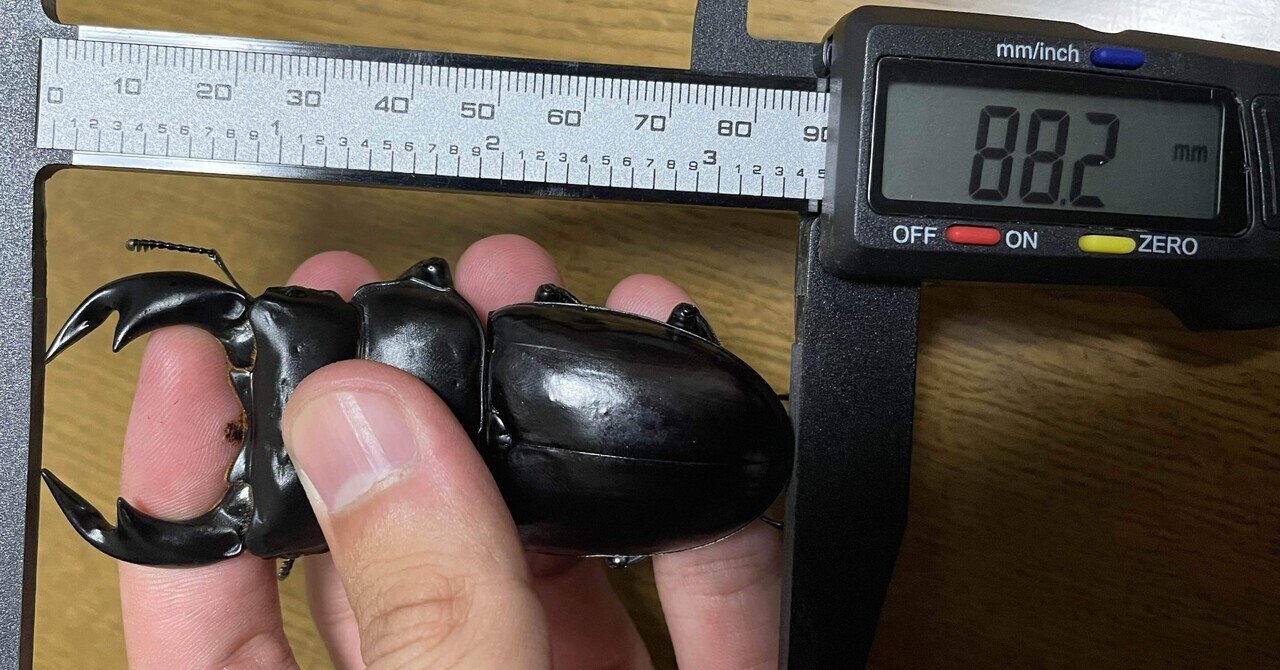 インドアンタエウス90mm目指します｜Stag Beetle