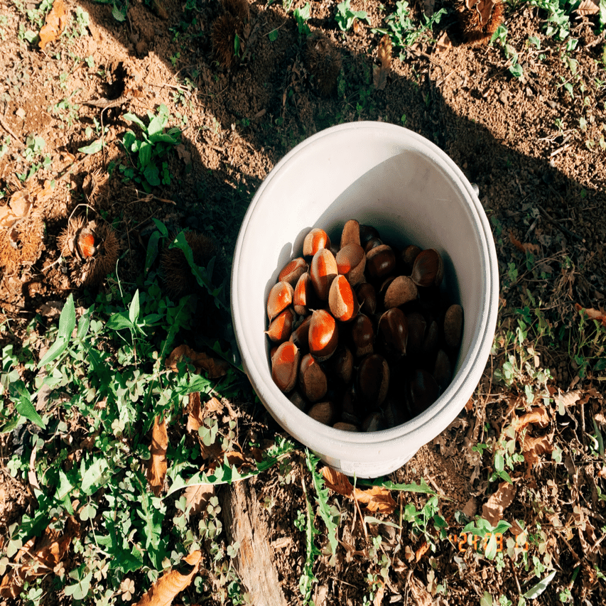 秋到来、いざ栗拾い｜深瀬みなみ