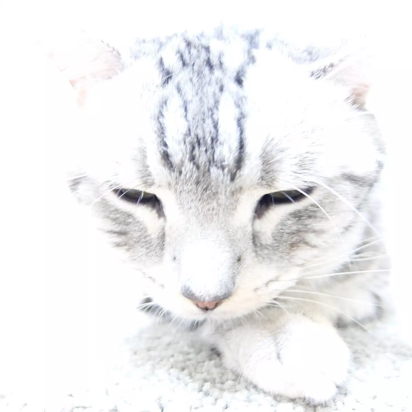黒豚のＰちゃん