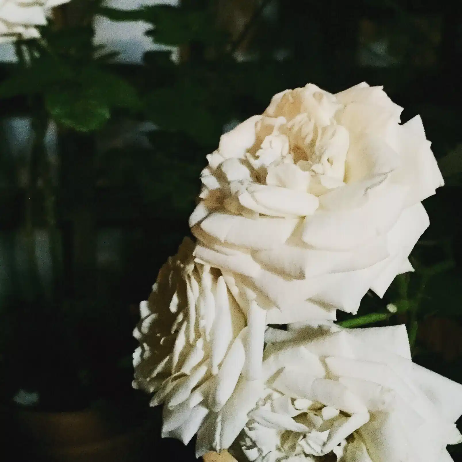 森　南々海