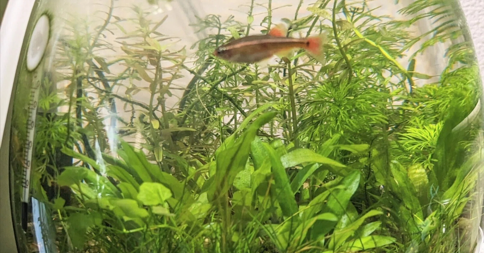 長期維持、そしてお魚の快適な暮らしのために！～ボトルアクアリウムの