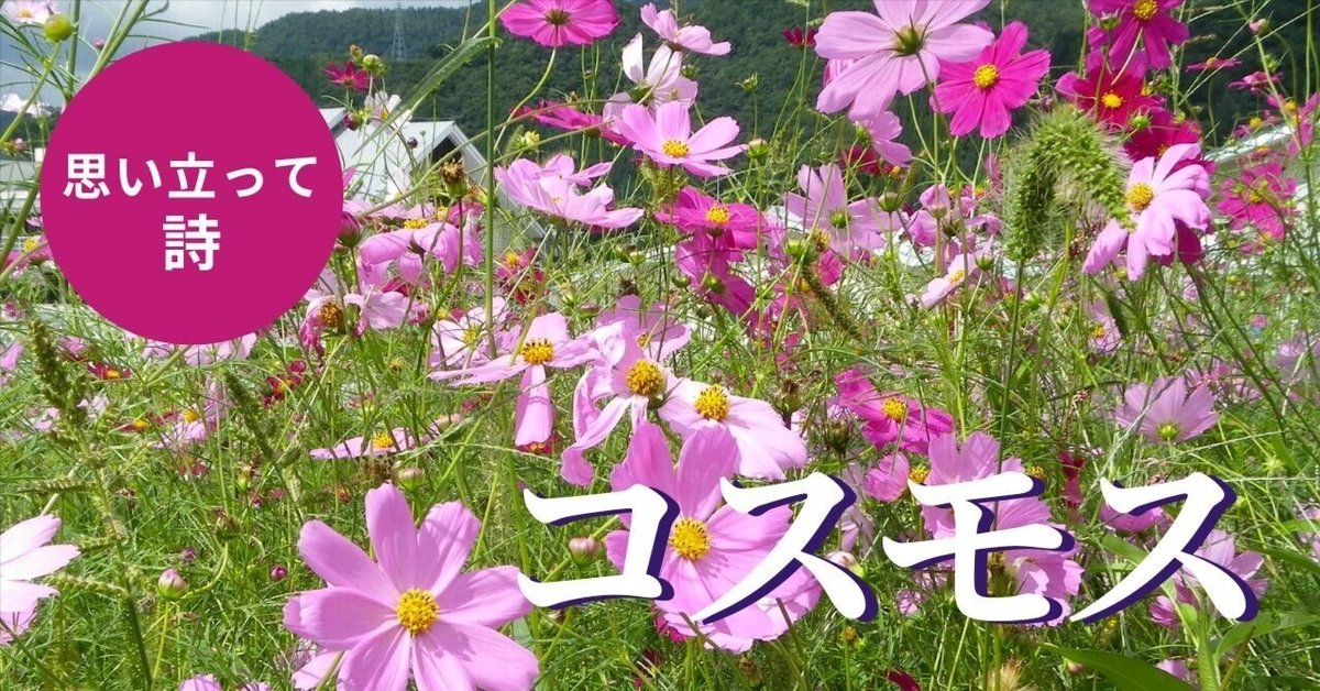 詩』コスモス｜koichi_takizawa