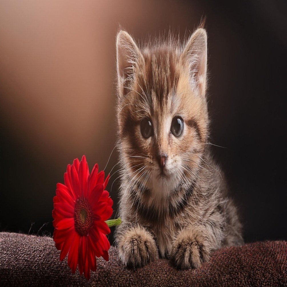 ストックフォトで選ばれた！高品質な5つの写真をご紹介【写真AC】｜SHOUSEI【Photograph】(Adobe Stock/PIXTA)