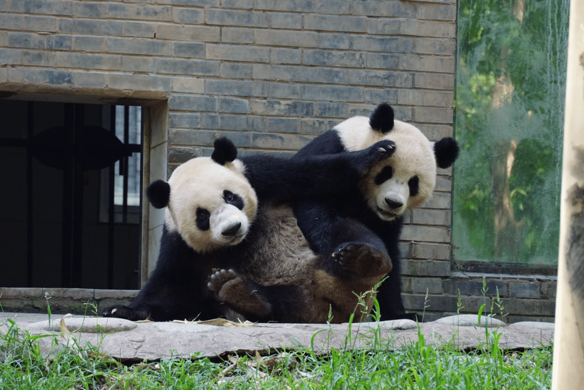 【今なら10枚まとめ売り】中国 パンダ  熊猫 中国 パンダ ポストカード10点セット 熊猫 PANDA - メルカリ