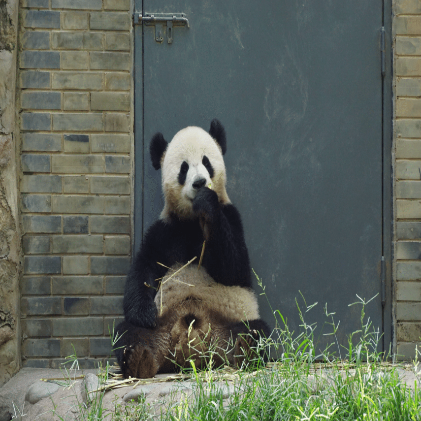 四川パンダ旅行】都江堰・熊猫楽園編)中国で出会ったたくさんの