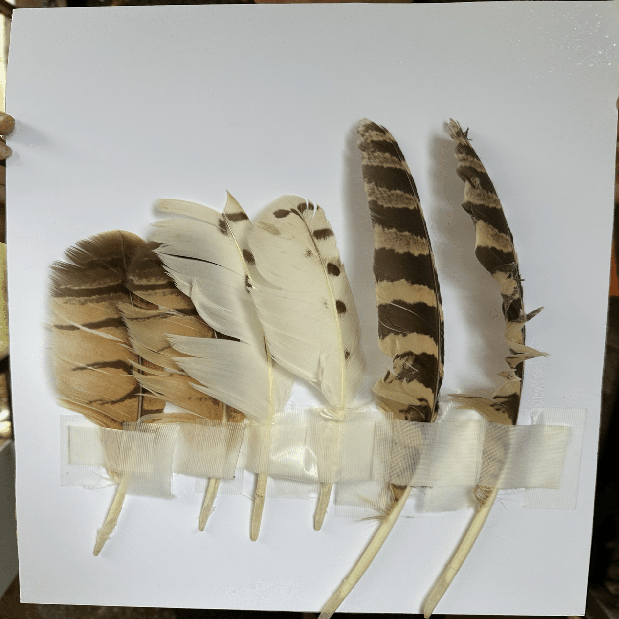 シマフクロウの羽根？ フクロウの羽根 優しい羽根 ふわふわな羽根