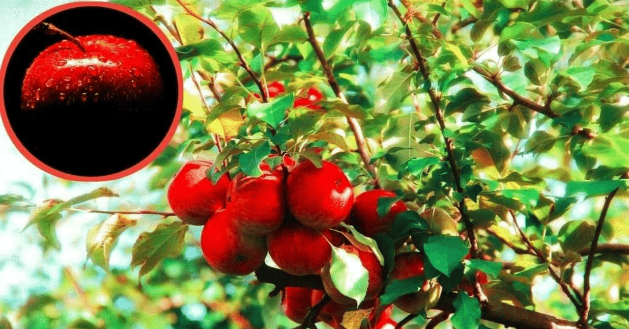 現在のリンゴの祖先木｜klubnika report