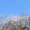 いかる啼く/穂積一平