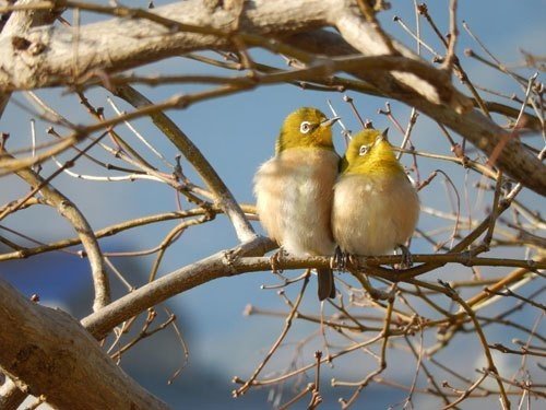 第608回 野鳥の雌雄判別 翆野 大地 Note