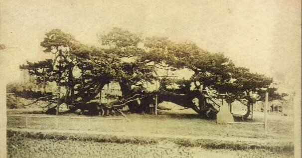 茨城百景 高須崎の一本松｜zxqh7