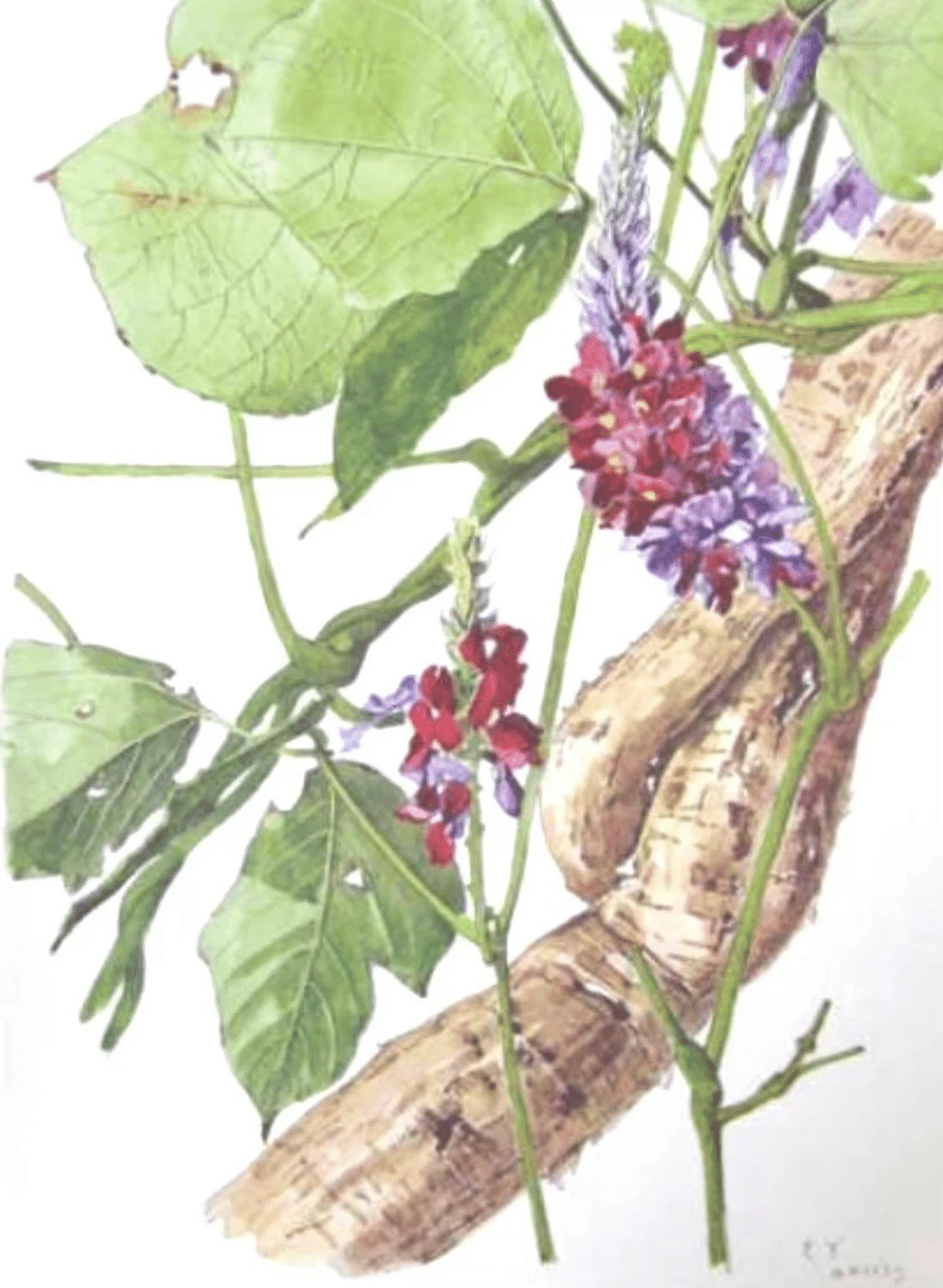 小磯良平、あかね、高級薬用植物画、版上サイン入り、新品額付 小磯良平、森、高級画集一部、版上サイン入、新品額付 小磯良平