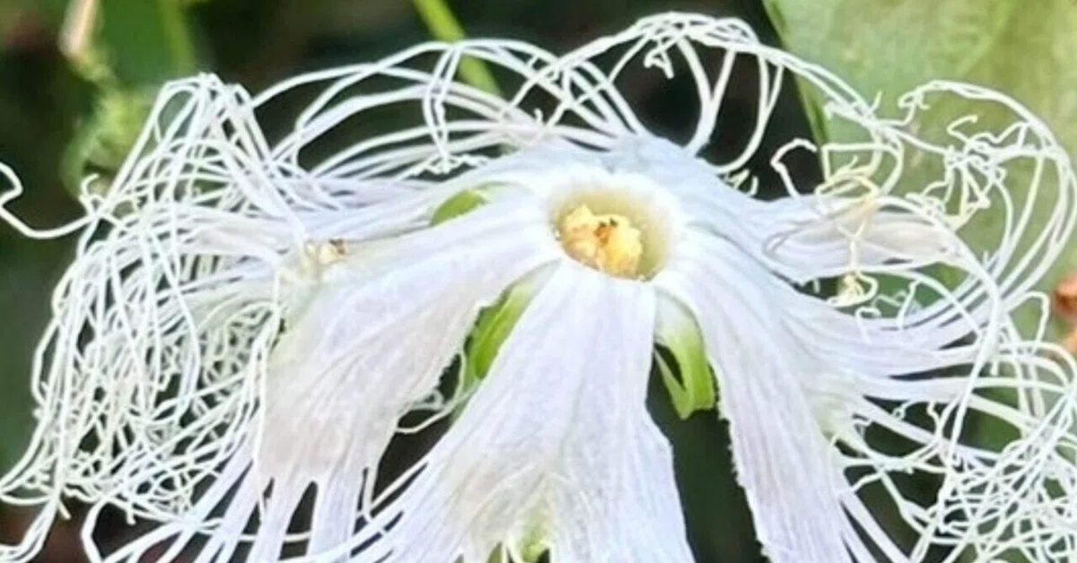 カラスウリ 小磯良平が描いた薬用植物｜EGGSEED