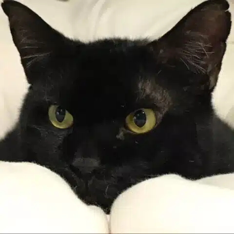 ねこのみかた