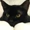 ねこのみかた