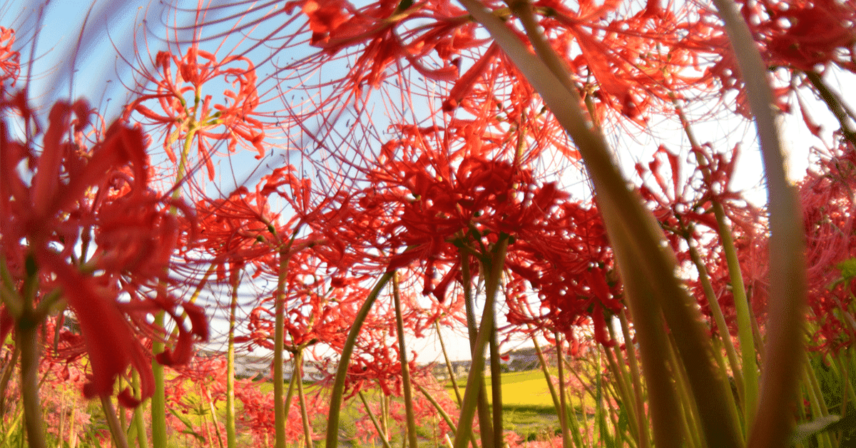 Artesia - Chants D´automne 2nd