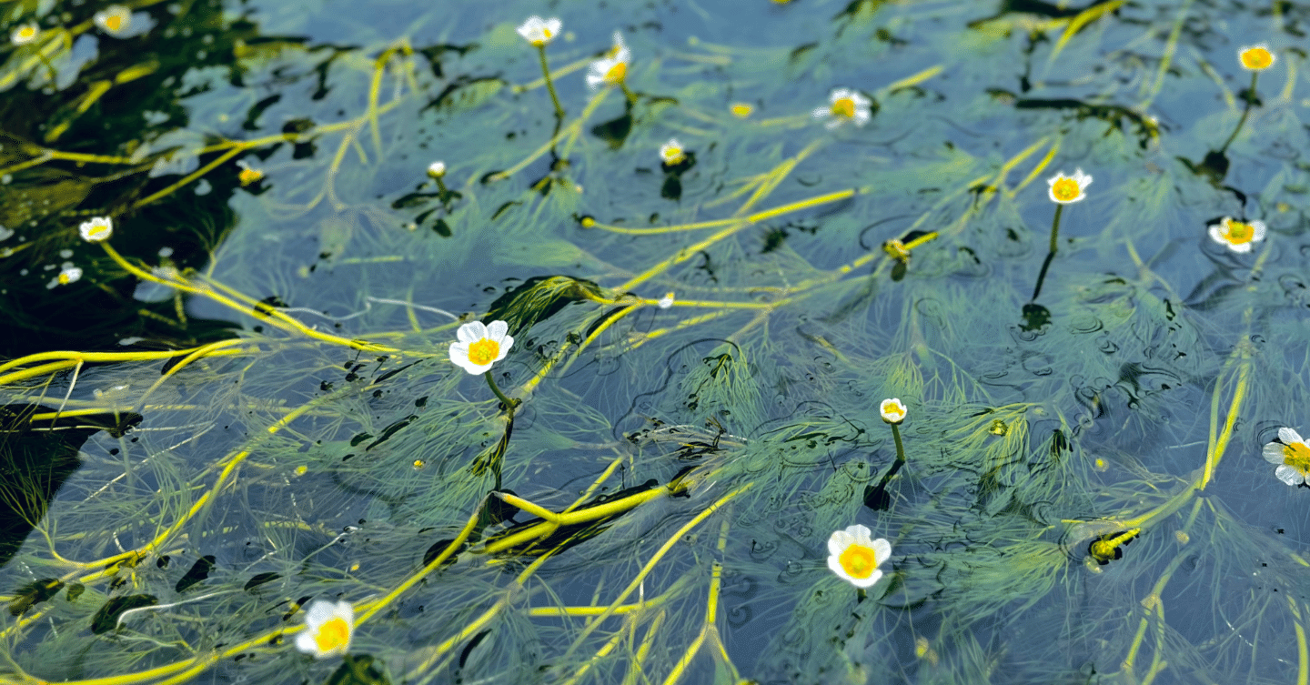 2024.09 米原・醒ヶ井の清流にゆれる梅花藻｜tama
