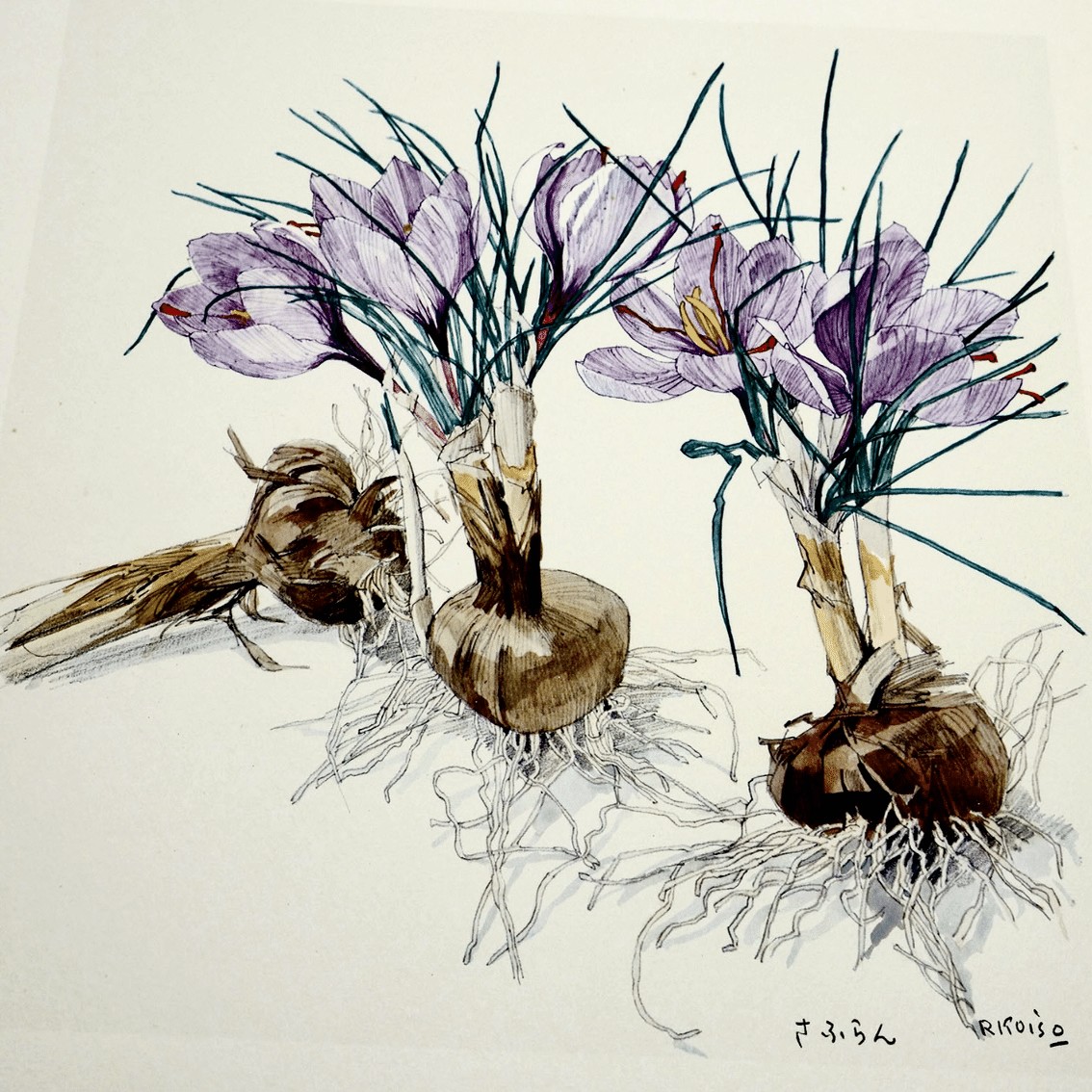 小磯良平｜EGGSEED