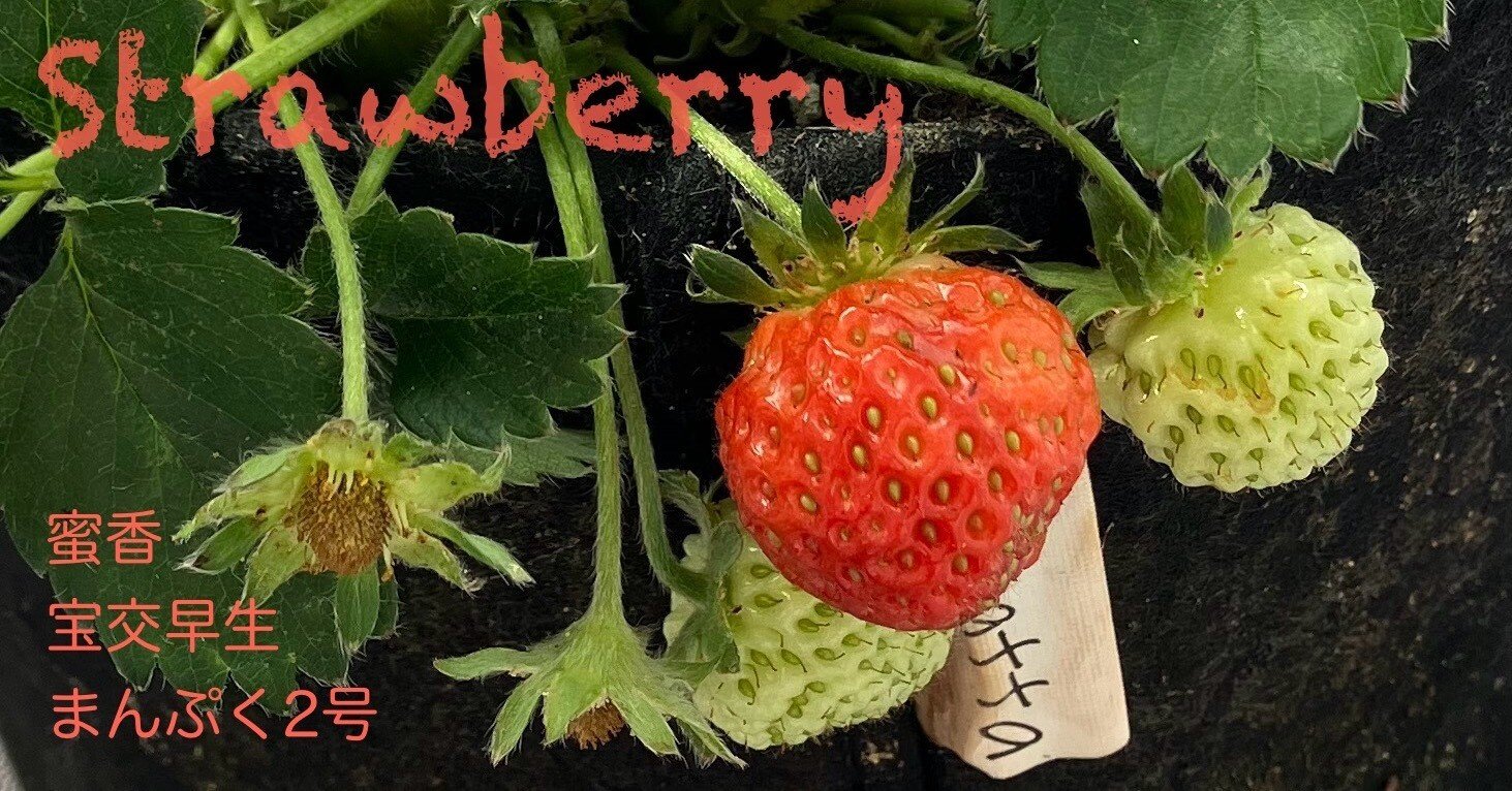 いちご｜くりこ