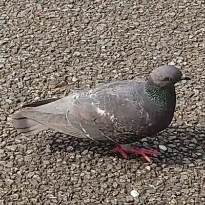 はと