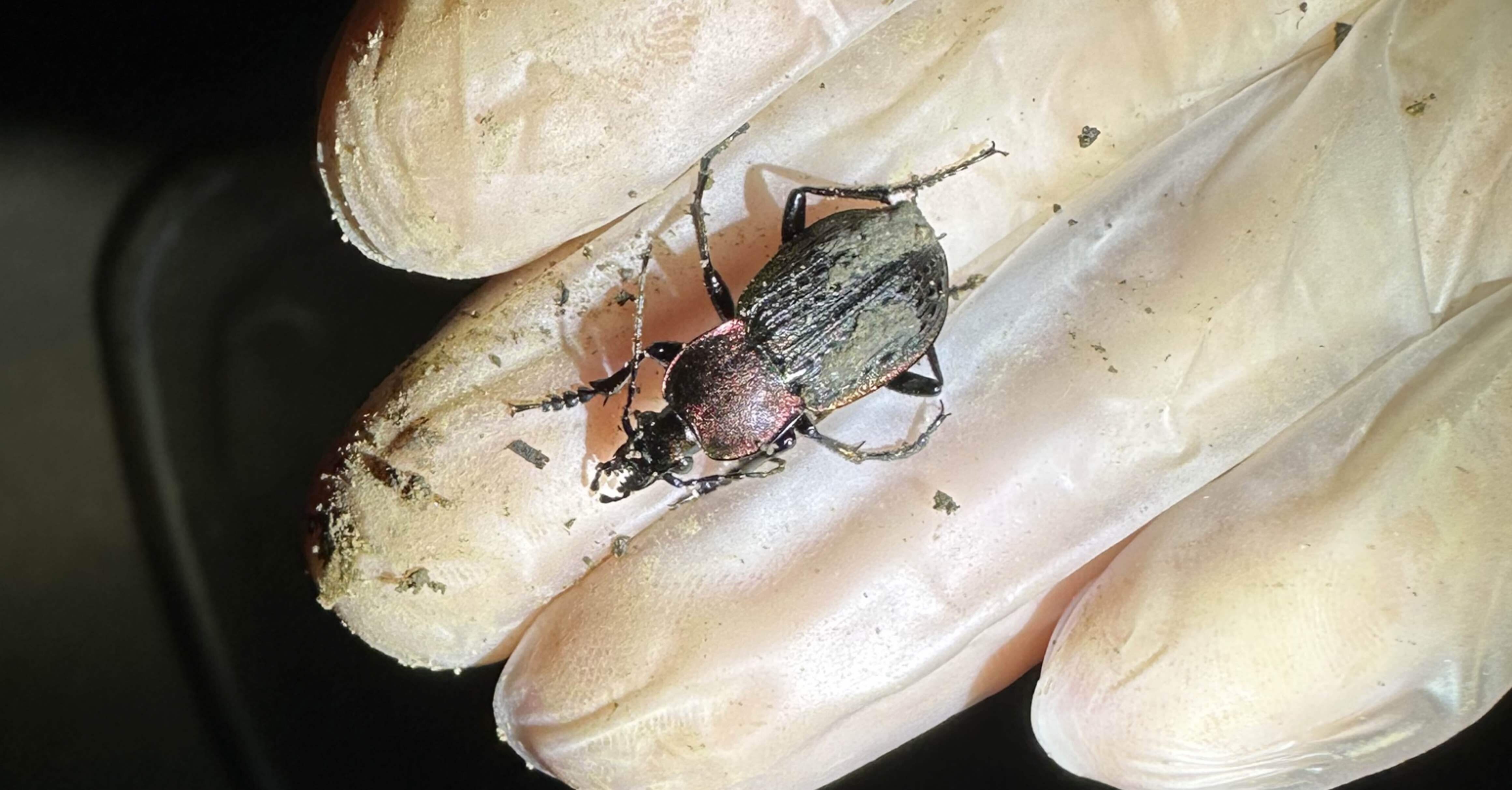 休眠明けのセアカオサムシ｜トモロウ