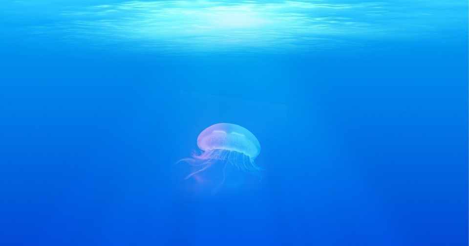 くらげみたいに 澤 祐典 Note