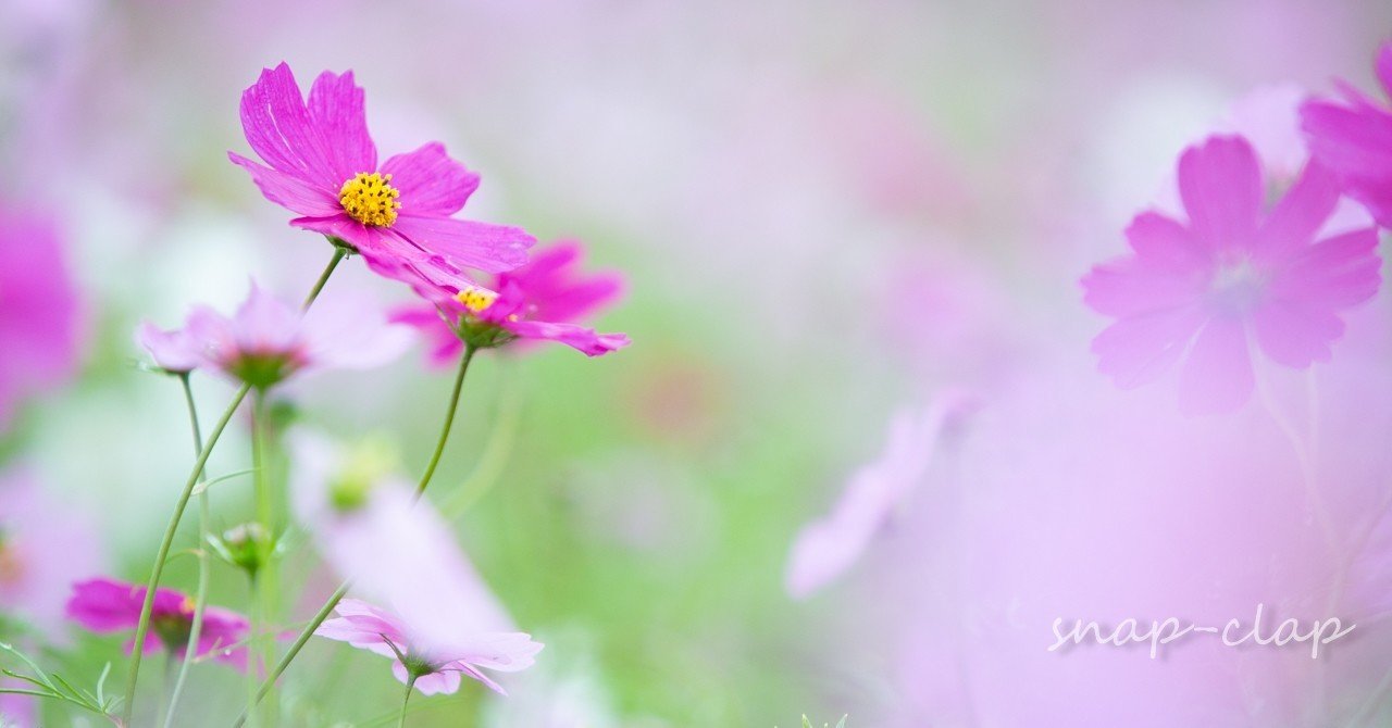 雨上がりのコスモス Snap Clap ホームカメラマンmariko Note