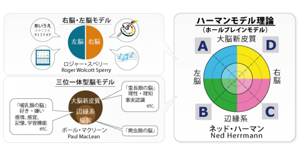 無敵のアセスメント「効き脳診断（ハーマンモデル）」｜【楽楽好奇心