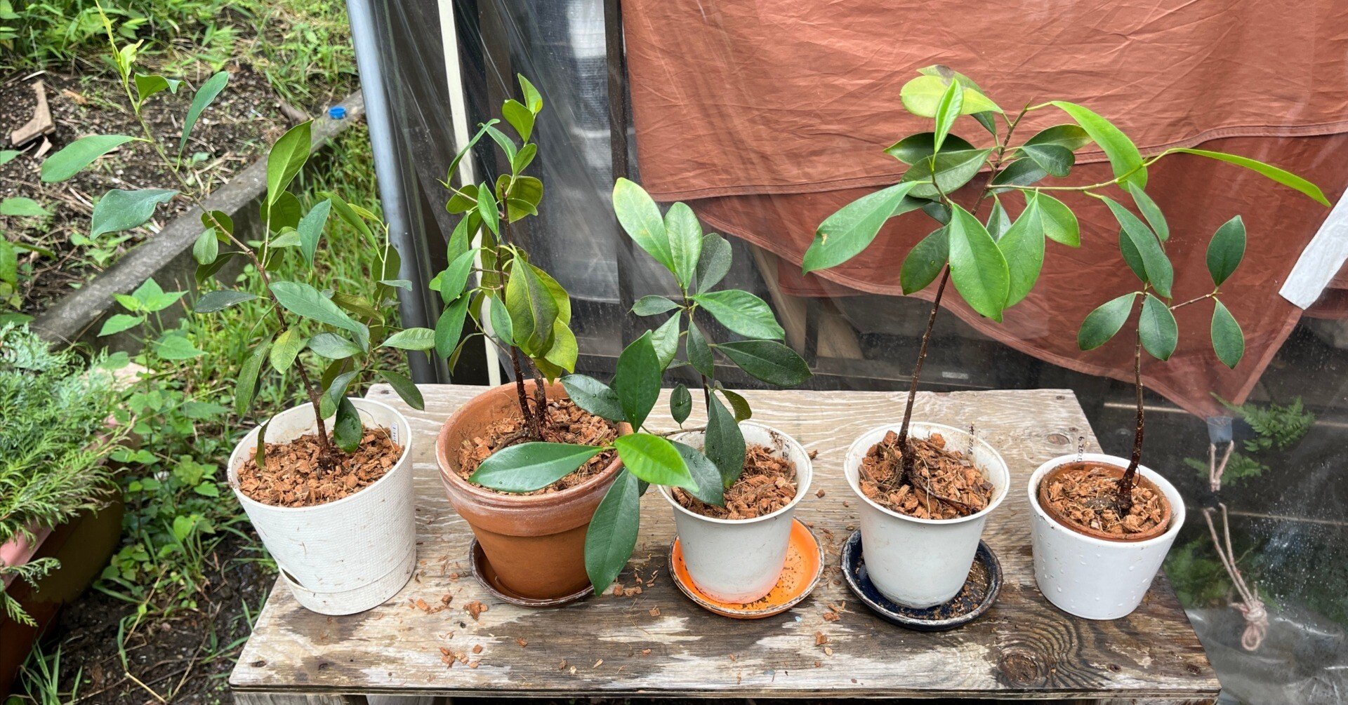 がじゅまる 169e84371c49a09a15d38c813462fe