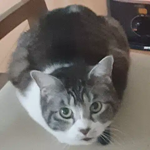 りょも