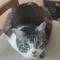 りょも