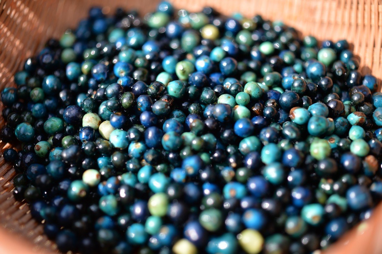 クサギの実　草木染め　1,008g 🔵臭木で草木染め｜🍀GreenSnap（グリーンスナップ）