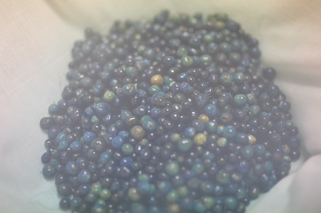 草木染め③- 山の宝石。くさぎ染め。｜hijet6243