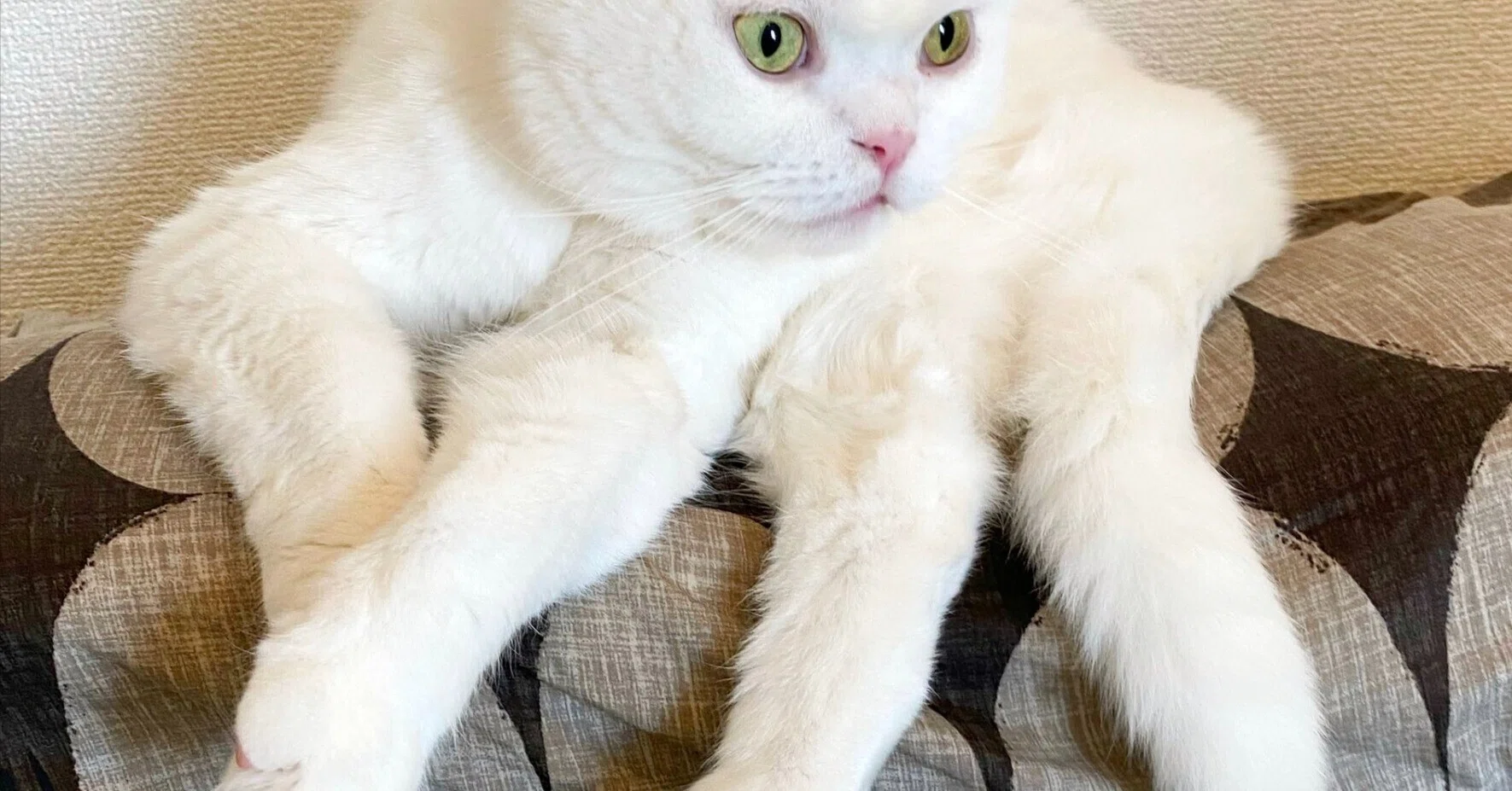 猫がクモに擬態した姿「ニャランチュラ」が奇奇怪怪！二度と見られない