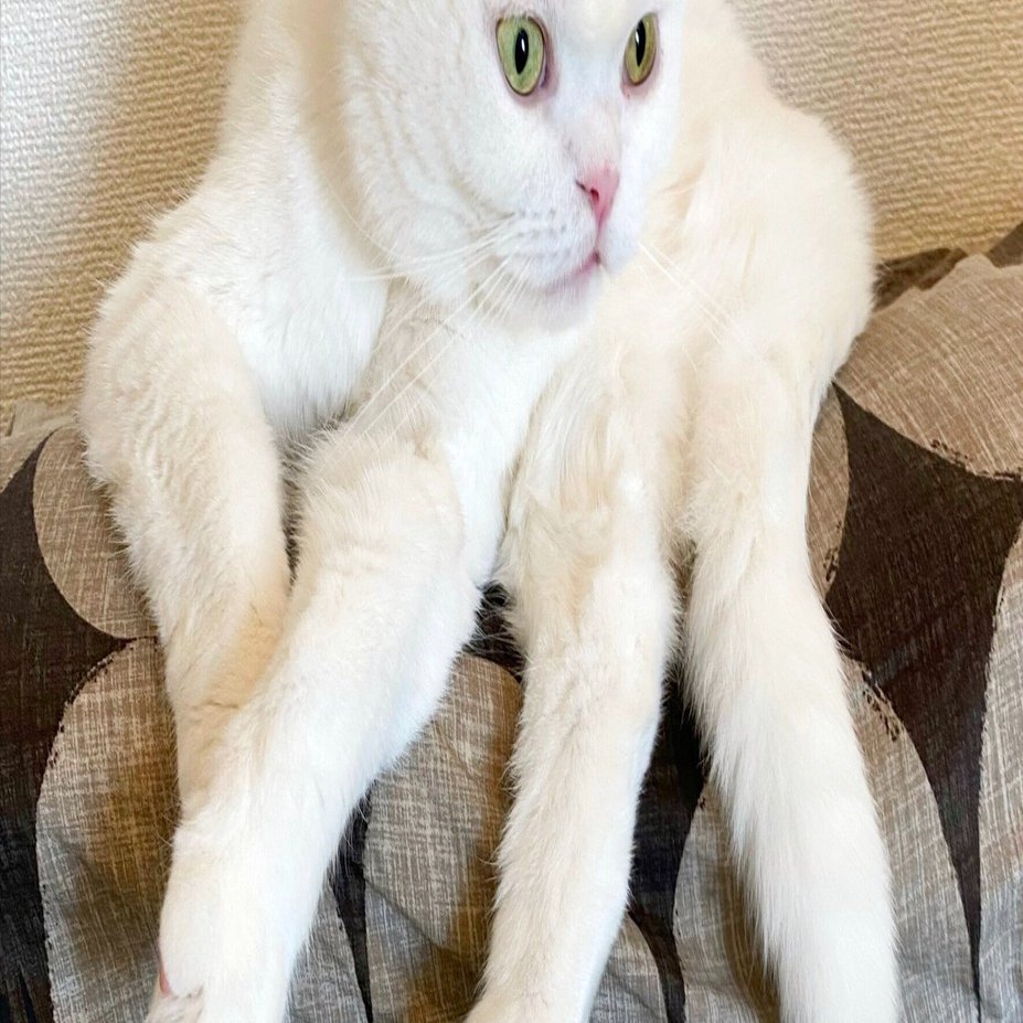 猫がクモに擬態した姿「ニャランチュラ」が奇奇怪怪！二度と見られない