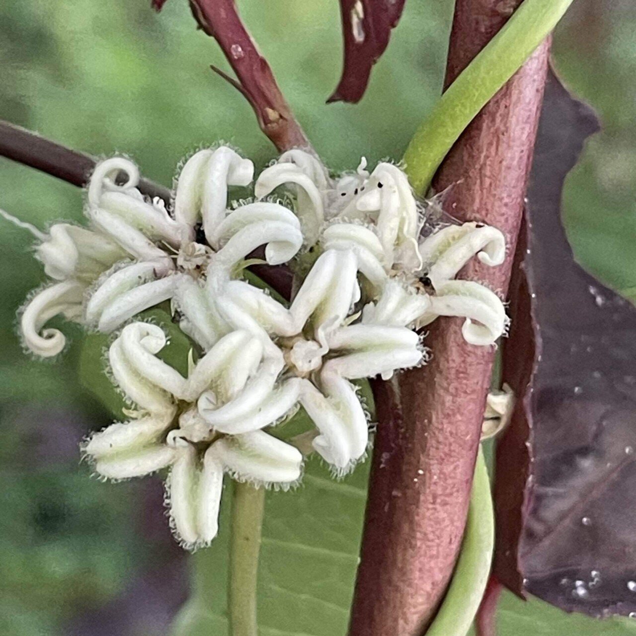 幸せを呼び込むかもしれないケセランパサラン 幸せを呼び込むかもしれないケセランパサラン ◇幸せを呼ぶケセラン