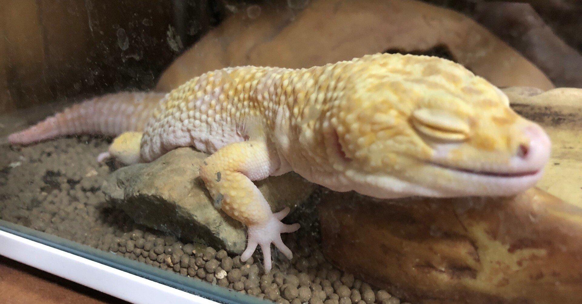 はじめてのヒョウモントカゲモドキ（レオパードゲッコー）の飼い方｜香月