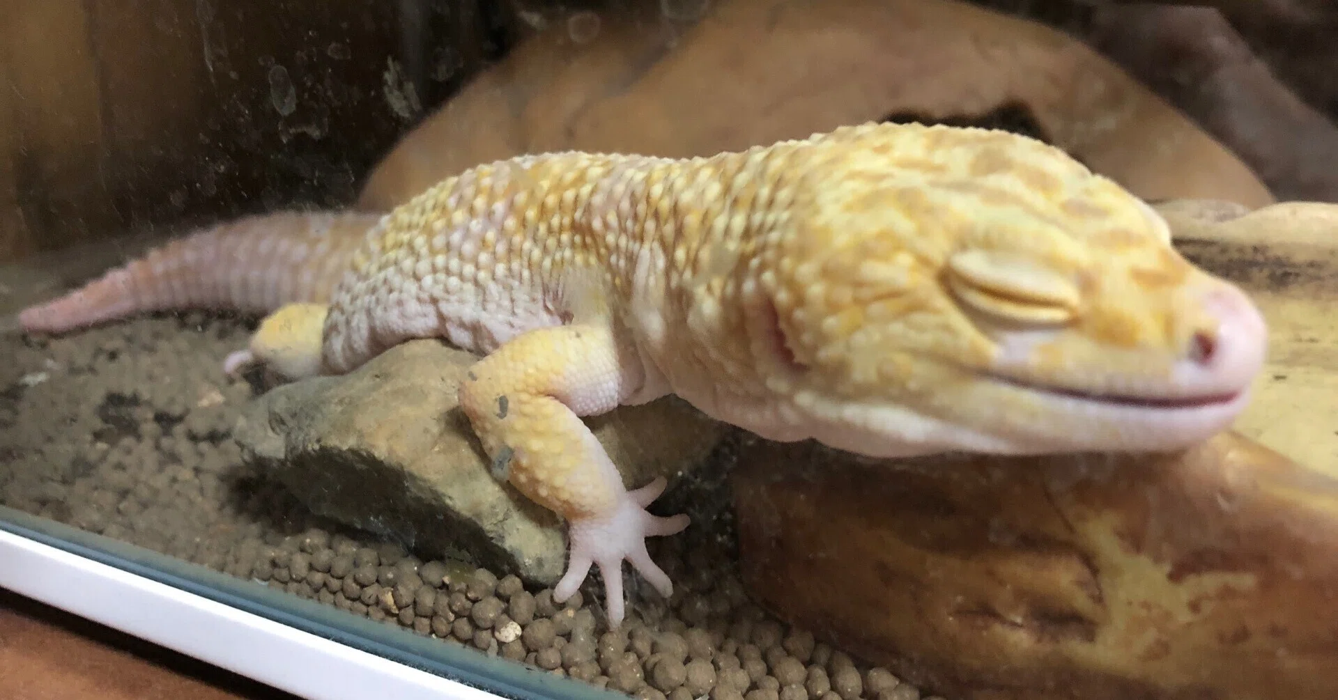 はじめてのヒョウモントカゲモドキ（レオパードゲッコー）の飼い方｜香月