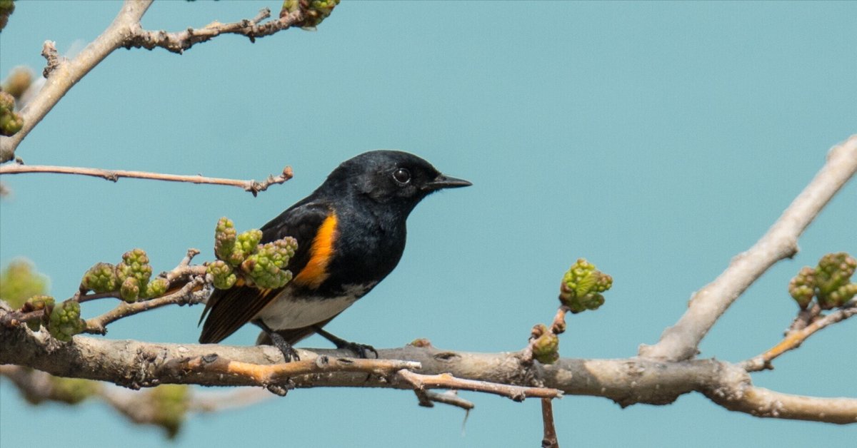 シカゴでバードウォッチング！】 American Redstart ハゴロモ