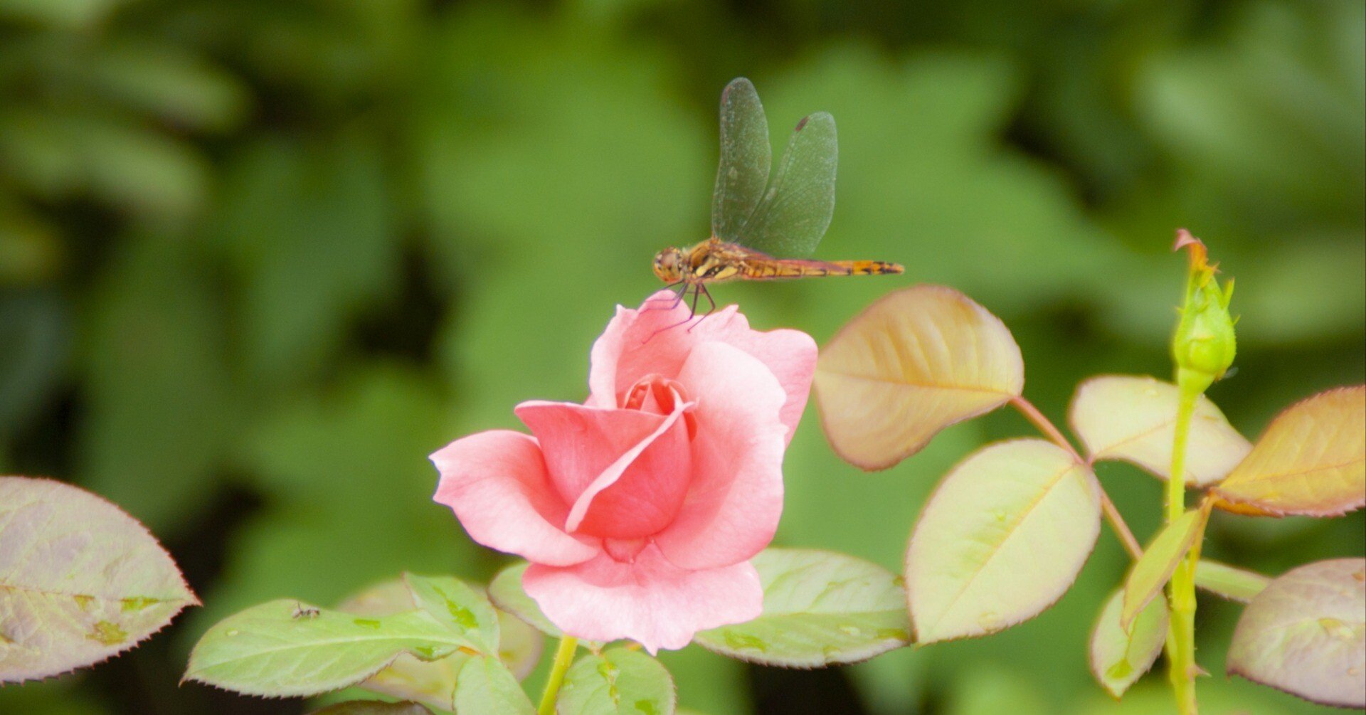 小泉八雲と虫の声｜鈴木咲子/ Sakiko Suzuki