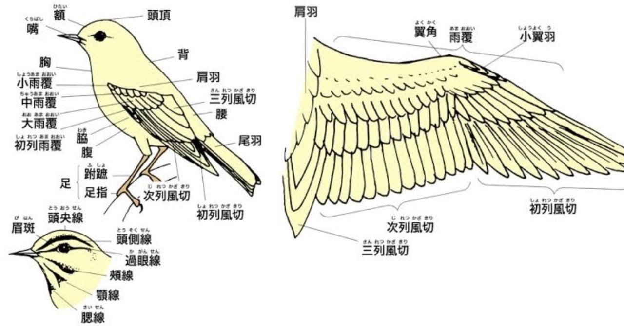 第610回 野鳥の飛行の考え方 翆野 大地 Note